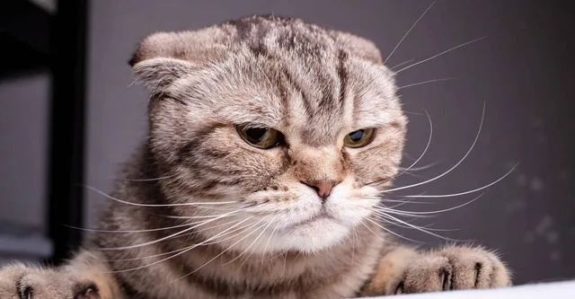 Gatto-arrabbiato
